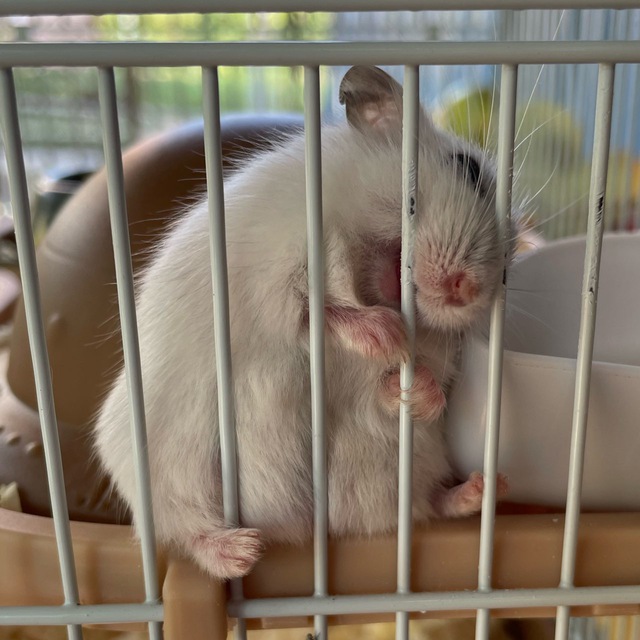 Вольный Мышь